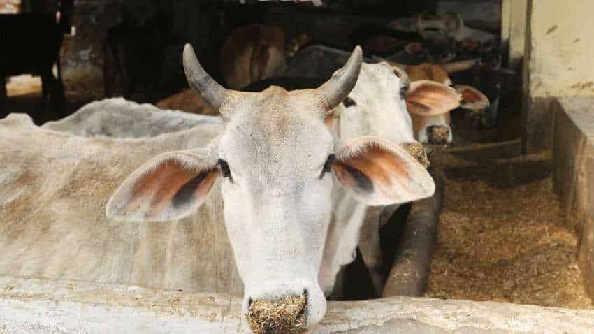 अब सांडों की जगह बछिया को ही जन्म देंगी गाय, मथुरा की गोशाला में हो रहा है अनूठा प्रयोग