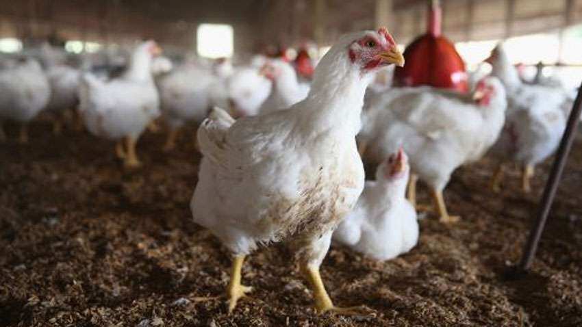 पटना में बर्ड फ्लू की आशंका के बाद घट गया चिकन का कारोबार