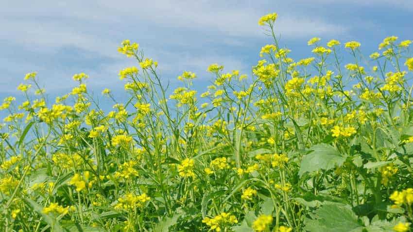 चंबल में बिखरी 'पीले सोने' सी चमक, खेतों में लहलहा रही है सरसों की फसल |  Zee Business Hindi