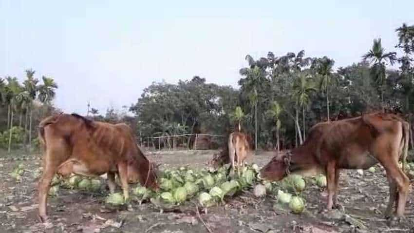 गोभी की फसल किसानों के लिए बनी मुसीबत, नहीं मिल रहे हैं खरीदार