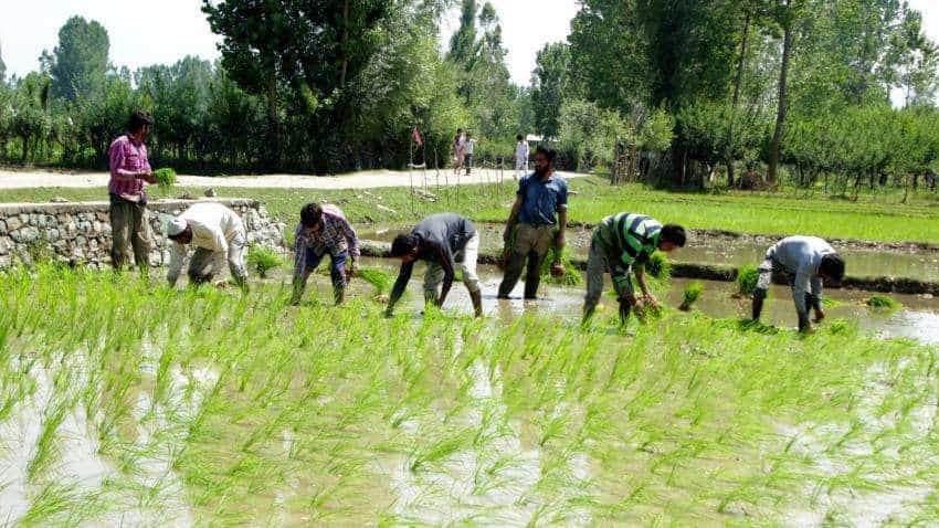 करोड़ों किसानों के लिए खुशखबरी, मोदी सरकार ने धान सहित 14 फसलों की MSP बढ़ाई