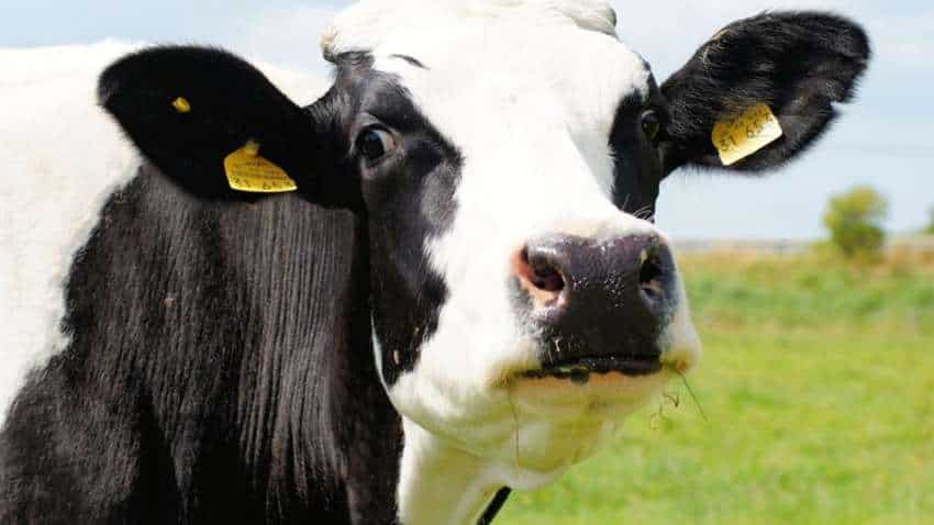 बिहार में गाय, भैंसों को भी मिलेगा आधार नंबर, 'ईयर टैंगिंग' से होगी पशुओं की पहचान