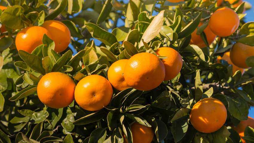 आम और संतरे की फसलों से किसान होंगे मालामाल, सरकार ने तैयार किया यह प्लान