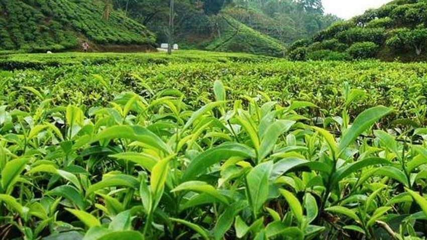 चाय ने रचा इतिहास, 75,000 रुपये में नीलाम हुई 'गोल्डन बटरफ्लाई टी'