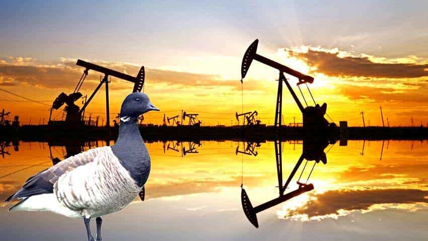 पक्षी के नाम पर रखा था Brent Crude का नाम, जानिए कच्चे तेल की पूरी कहानी