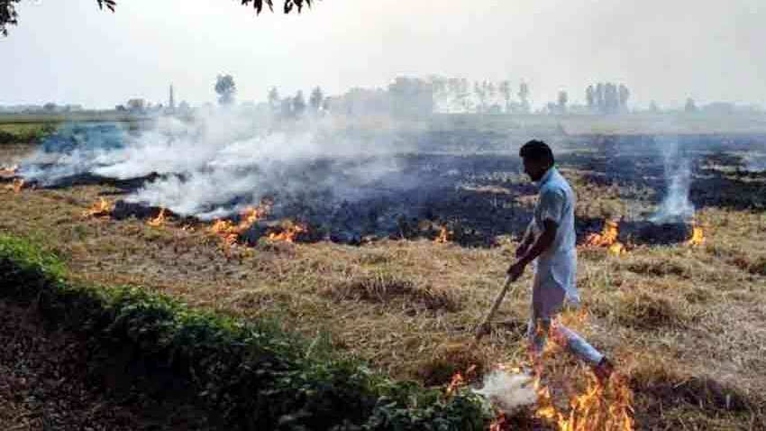 पराली इस राज्य में बनेगी कमाई का जरिया, दूध उत्पादन में भी कराएगी बढ़ोतरी