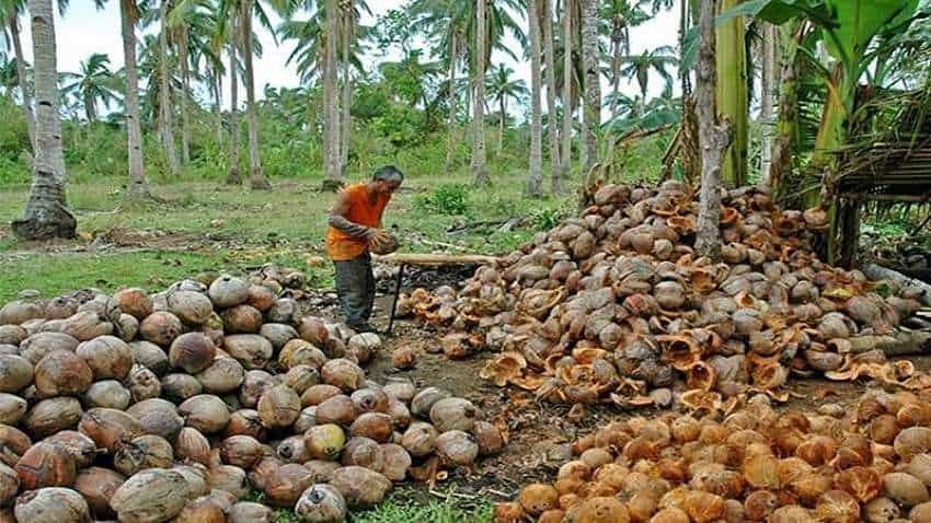 मोदी सरकार का नारियल किसानों को तोहफा, MSP में किया इजाफा