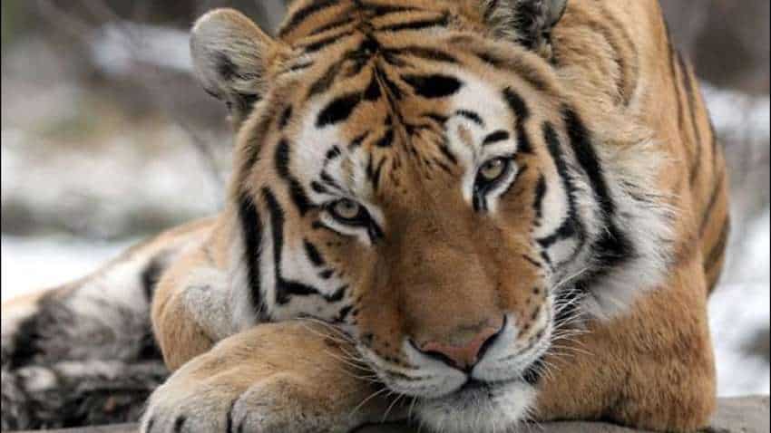 इंसान के बाद अब जानवरों में घुसा कोरोना वायरस,बाघ के बीमार पड़ने पर जारी किया गया अलर्ट  