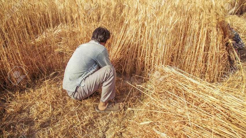 मौसम की बेरुखी से किसान परेशान, खेतों में अभी भी खड़ी है गेहूं की 40 फीसदी फसल