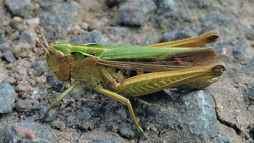 Ladhani Insect राजस्थान में टिड्डी के आतंक से मुक्ति दिलाएगा ड्रोन, आसमान से छिड़की ...