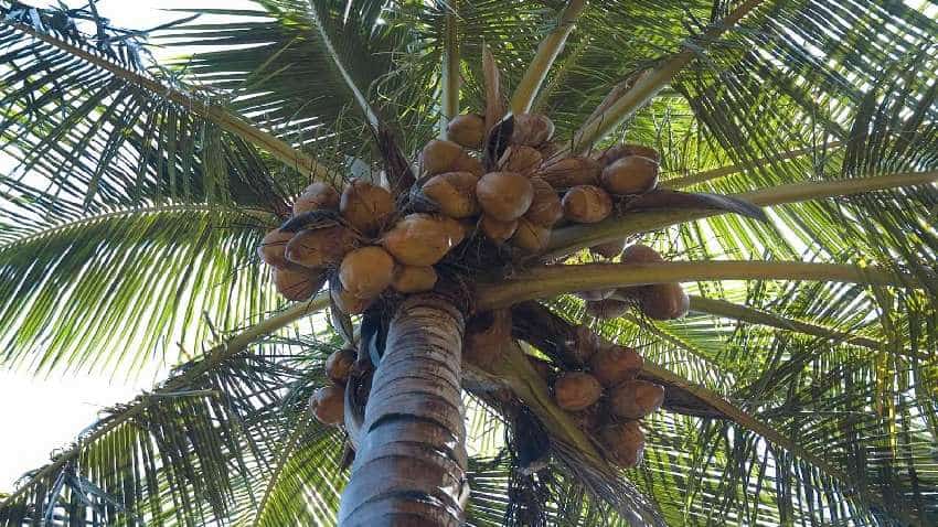 मौसम की मार से नहीं होगा नुकसान, नारियल पेड़ बीमा योजना का फायदा उठाएं