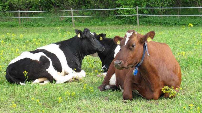 Diary Farming