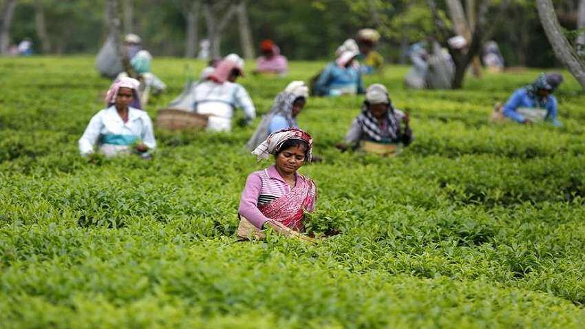 चाय बागान कर्मचारियों के बच्चे भी पढ़ेंगे ऑनलाइन, शुरू किया यह प्रोग्राम