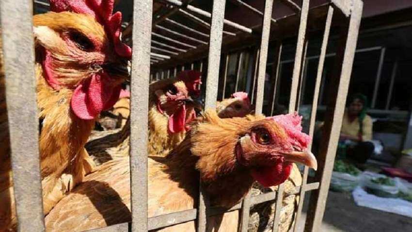 Bird Flu: कोरोना के बाद अब बर्ड फ्लू का खतरा, राजस्थान में ...