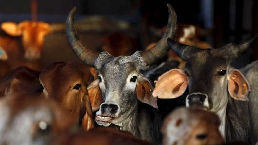 कितना है गाय पर आपका ज्ञान, ट्राई करें कामधेनु गो विज्ञान प्रचार-प्रसार एग्जाम
