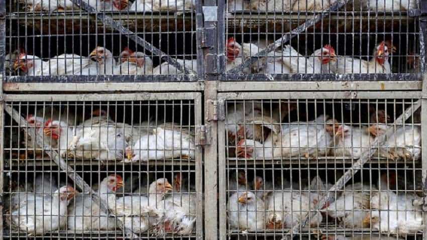 Bird Flu के खौफ के चलते 45 रुपये किलो तक सस्ता हो गया चिकन, 4 दिनों में कम हुई डिमांड