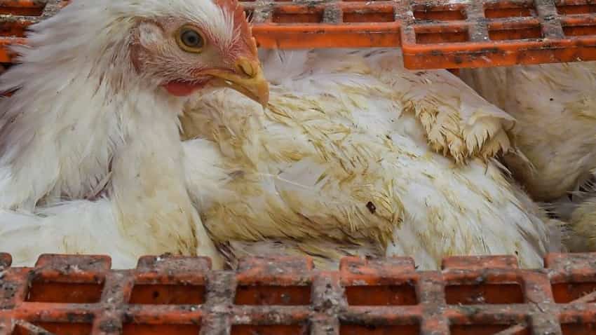 Bird Flu: अंडा और चिकन खाने में लग रहा है डर? ये खबर दूर कर देगी सारा कंफ्यूजन