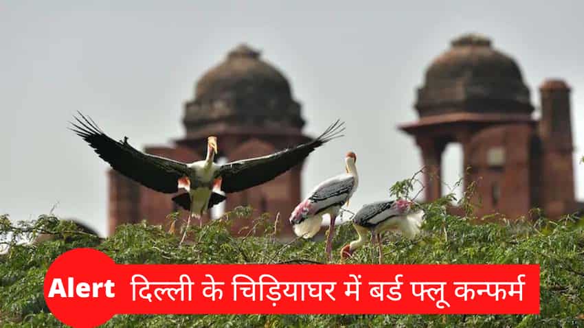 दिल्ली के चिड़ियाघर में बर्ड फ्लू हुआ कन्फर्म, मृत मिले उल्लू के सैम्पल ने लगाई मुहर