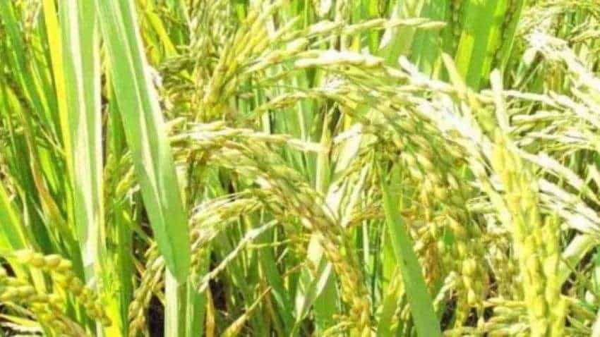 Chinnor Rice GI Tag: इस राज्य के चिन्नौर चावल को मिला जीआई टैग, लाखों लोग हैं इसके स्वाद और खुशबू के मुरीद