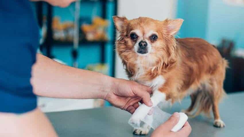Pet insurance : अपने पालतू जानवर का करवा सकते हैं बीमा, गुम होने या बीमार हो जाने पर मिलेगा कवर
