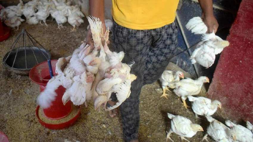Bird Flu: महाराष्ट्र के ठाणे में बर्ड फ्लू से 100 मुर्गियों की मौत से प्रशासन हुआ अलर्ट, 25,000 पक्षियों को मारा जाएगा