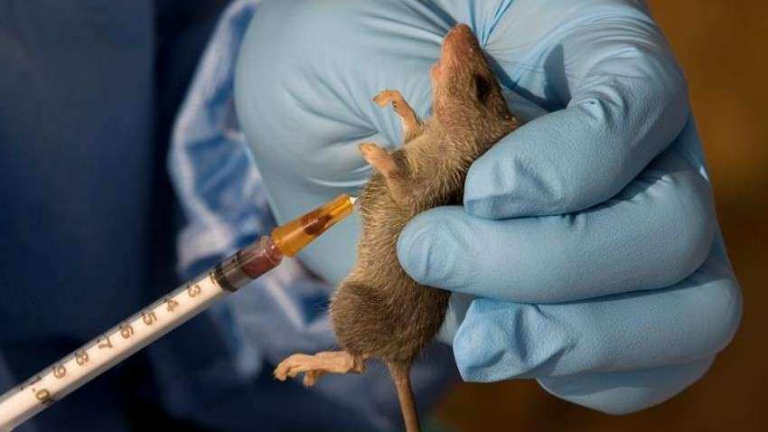 कोरोना वायरस के बाद दुनिया पर गहराया 'Lassa Fever' का खतरा, जानिए बीमारी के लक्षण