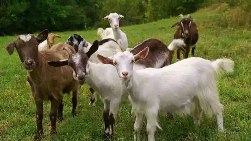 Goat Farming Loan 2022: बकरी पालन के लिए ऐसे मिलता है लोन, होगी जबरदस्त कमाई, सरकार भी करेगी मदद