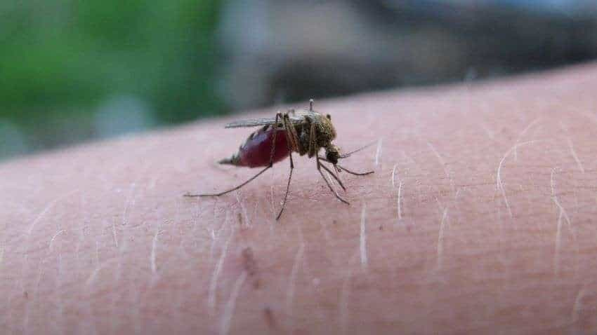 World Malaria Day: मच्छर के काटने का भी होता है इंश्योरेंस, मामूली प्रीमियम पर मिलता है अस्पताल के महंगे खर्च से छुटकारा