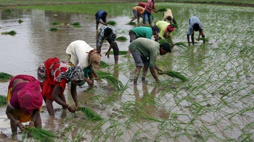 Kharif sowing season: चावल उगाने वाले क्षेत्र में 36 फीसदी कम हुई बारिश, खरीफ की कुछ फसलों की बुवाई घटी
