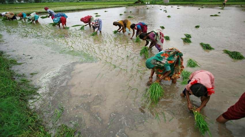 Paddy Sowing: पंजाब में धान की रिकॉर्ड बुवाई,  DRS तकनीक से सिर्फ 82000 हेक्टेयर में हुई रोपाई