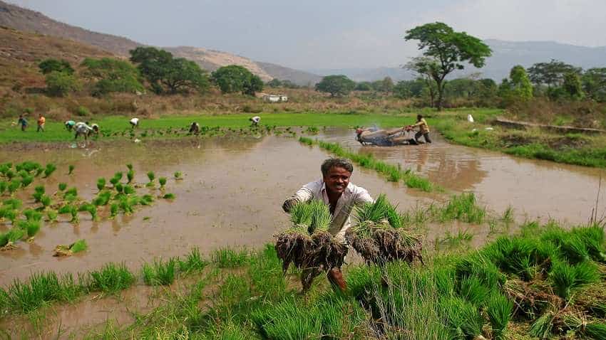 धान की कम बुवाई ने बढ़ाई चिंता, चावल के बढ़ सकते हैं दाम,  PMGKAY पर पड़ सकता है असर