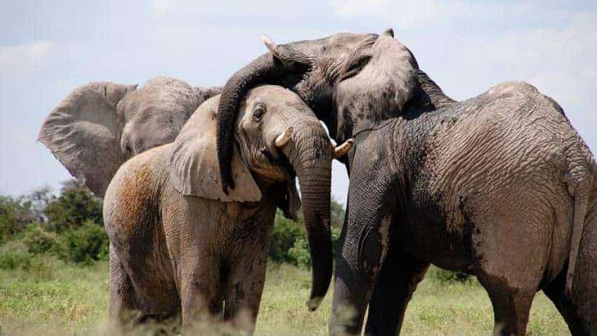 World Elephant Day:विश्व हाथी दिवस, जानें कब और क्यों हुई इसकी शुरुआत,इस राज्य में हो रहीं सबसे ज्यादा मौतें