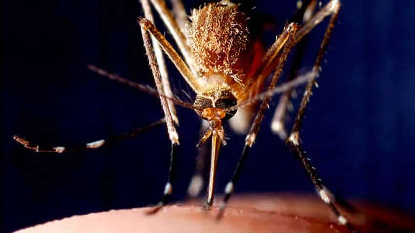 World Mosquito Day 2022: मच्छरों के काटने से हर साल लाखों लोगों की होती है मौत, जानिए इस दिन का इतिहास और महत्व