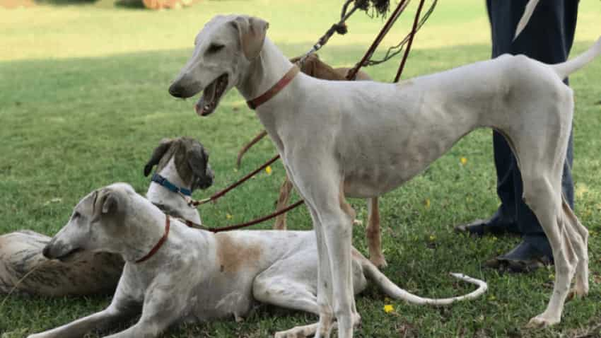 Mudhol Hound: प्रधानमंत्री की सुरक्षा में तैनात होंगे मुधोल हाउंड, जानें क्या है इस डॉग में खास