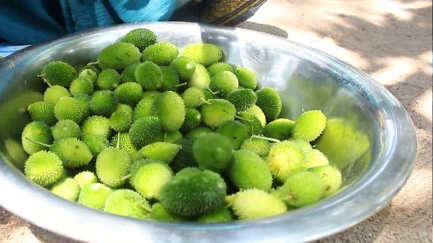 Spiny Gourd: ये है दुनिया की सबसे ताकतवर सब्जी! शरीर को बना देती है चट्टान जैसा फौलाद