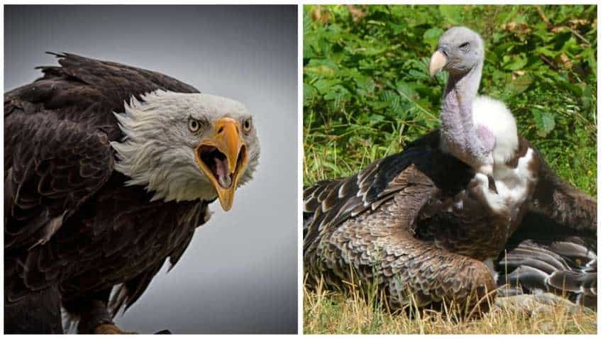 Eagle and Vulture: चील और गिद्ध में अंतर क्या है, इनमें पहचान करने का क्या तरीका है