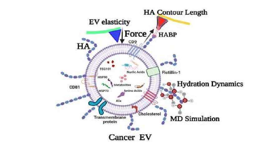 Cancer Detection: शरीर के तरल पदार्थों में मौजूद शुगर कोटेड पाउच से लगाया जा सकता है कैंसर का पता