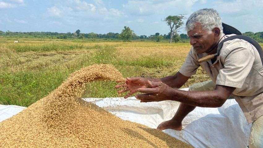 इस खरीफ सीजन धान उत्पादन में 13 फीसदी की गिरावट का अनुमान, रकबे में आई कमी का असर