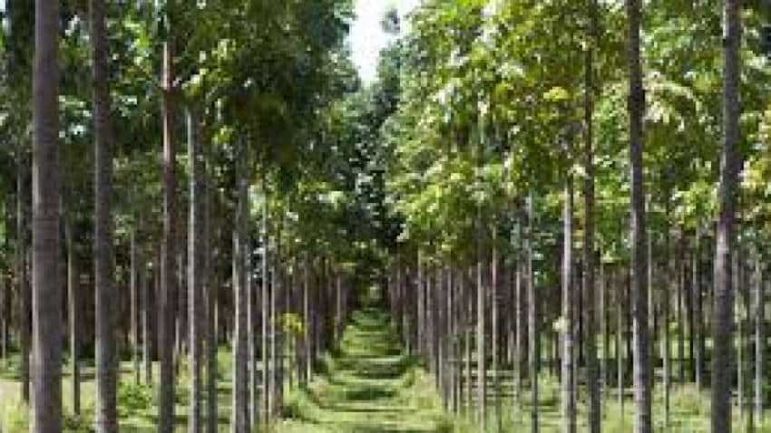 Mahogany Tree Farming: ये पेड़ आपको बनाएगा करोड़पति, जानिए क्या है इसकी खासियत