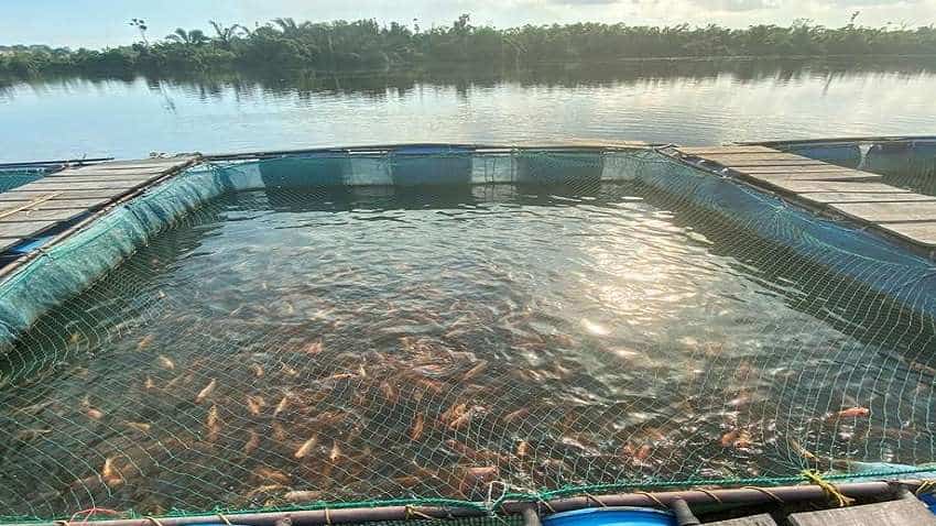 PMMSY: इस योजना के तहत मछली पालन पर सरकार देती है 60% तक सब्सिडी, ऐसे करें अप्लाई