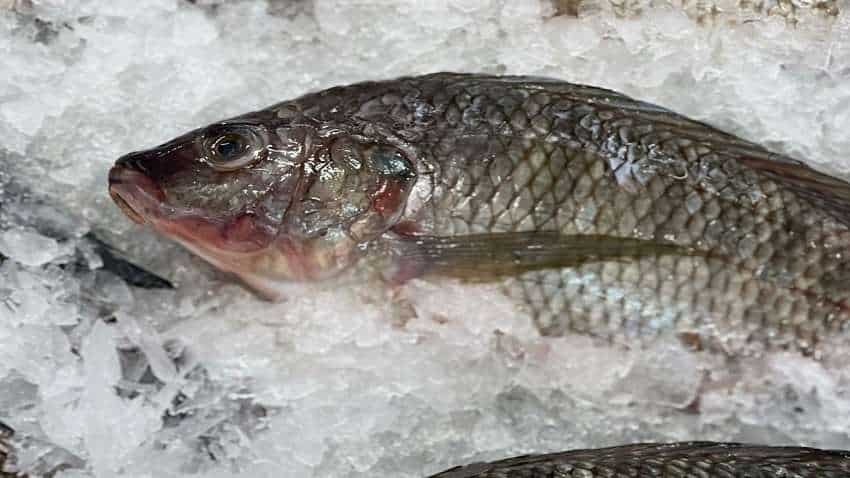 145 देशों में होता है इस मछली का उत्पादन, भारत में बढ़ावा देने के लिए सरकार