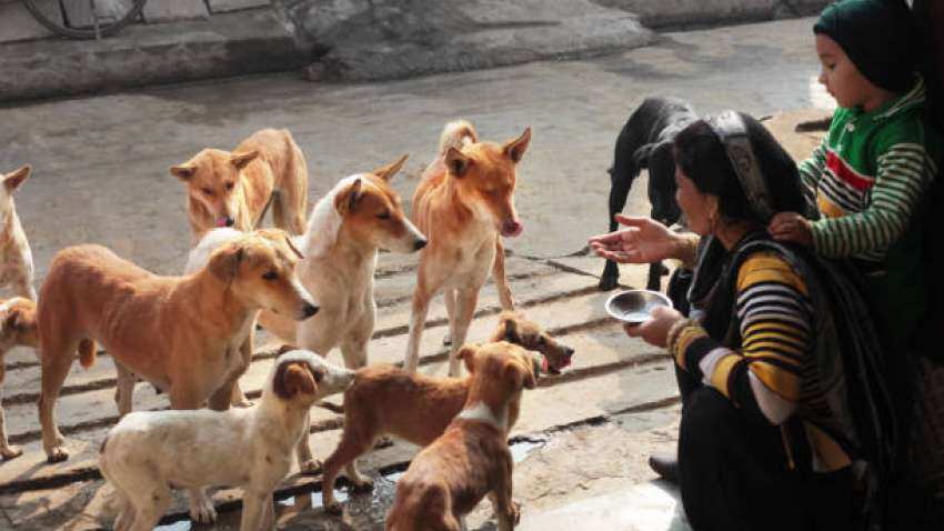 पालतू कुत्ते ने काटा तो मालिक पर लगेगा 10 हजार जुर्माना, इलाज कराने की भी होगी जिम्मेदारी, जानें क्या है जानवरों को लेकर नियम