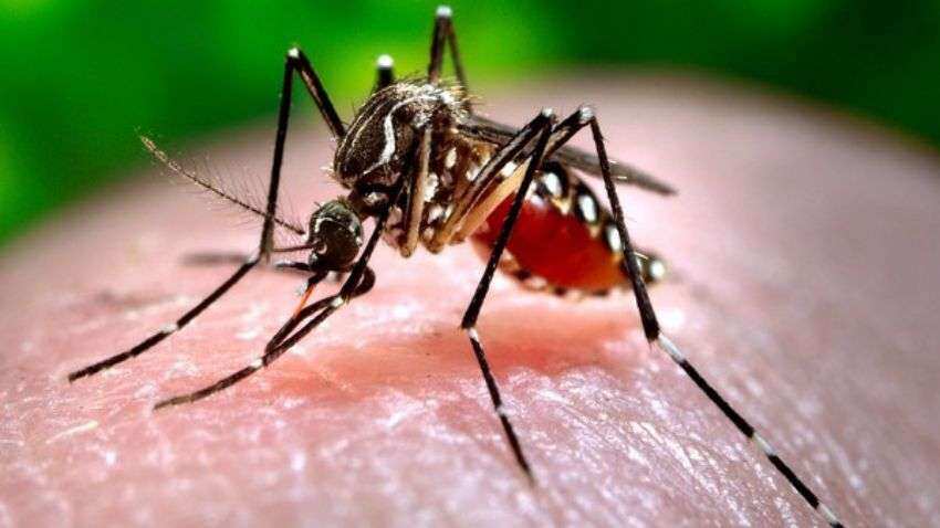 Dengue Fever: दिल्ली में तेजी से बढ़ रहे डेंगू के मामले, नवंबर में आ गए 1,420 मामले, जानें लक्षण, इलाज और बचाव के उपाय