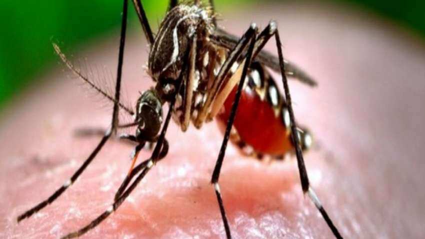 Zika Virus: कर्नाटक में जीका वायरस की दस्तक, पांच साल की बच्ची की रिपोर्ट आई पॉजिटिव, जानें इसके लक्षण और बचाव के उपाय