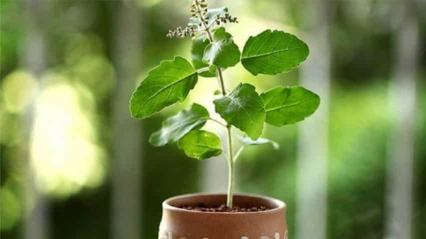 क्या आपके घर में लगा तुलसी का पौधा सूख रहा हैं? जानिए ठण्ड में कैसे बचाएं पौधे को