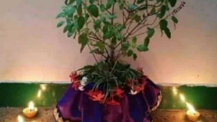 Tulsi Pujan Diwas 2022: तुलसी पूजन दिवस आज, इस विधि से करें तुलसी की पूजा, जीवन भर बनी रहेगी लक्ष्मी कृपा