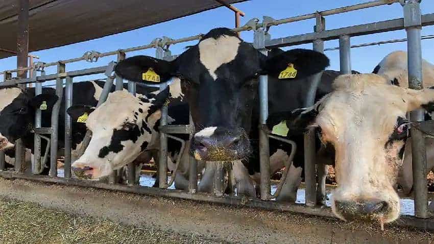 साहिवाल, गिर नस्ल की गायों से शुरू किया डेयरी बिजनेस, दूध बेचकर कमा लिया ₹30 लाख