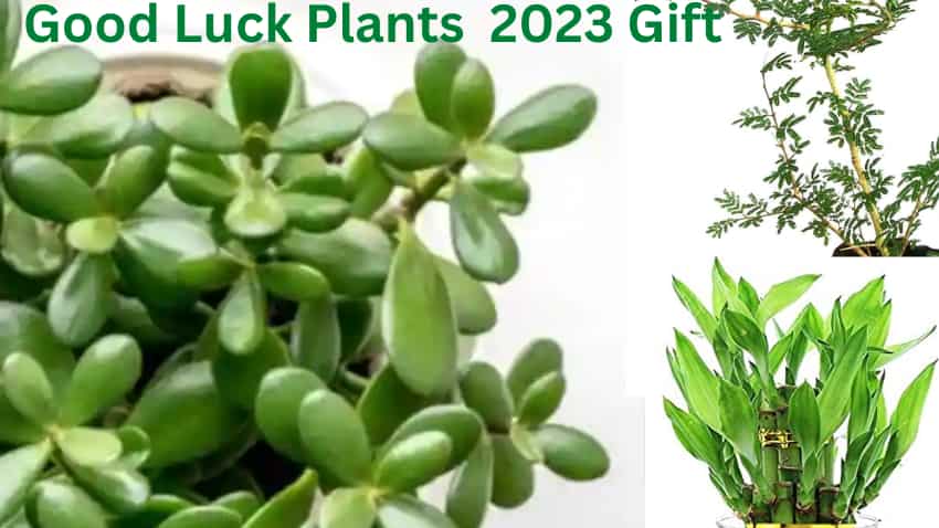Buy Good Luck Gift With Pot Natural Plant at 10% OFF by Nurserylive |  Pepperfry