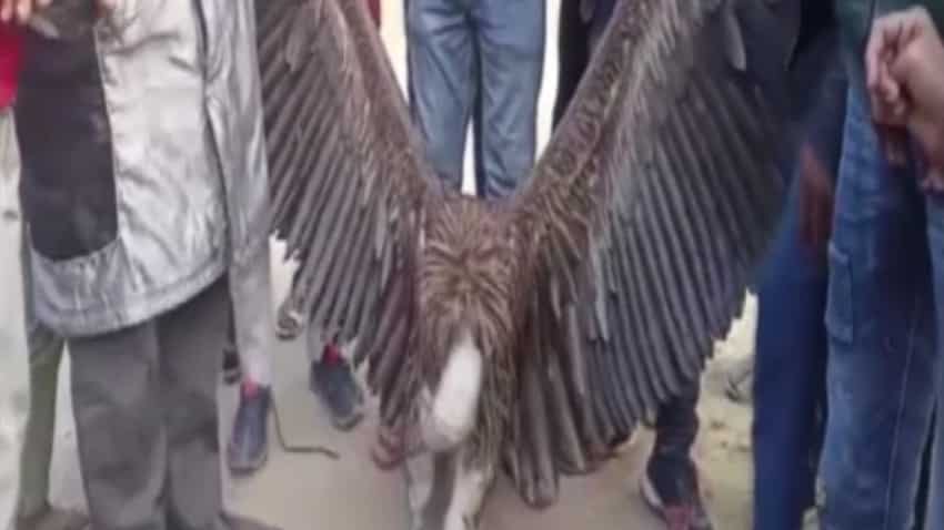 Kanpur vulture Captured: कानपुर में मिला हिमालयन प्रजाति का गिद्ध, हाइट और वजन देख रह जाएंगे हैरान- देखें वीडियो