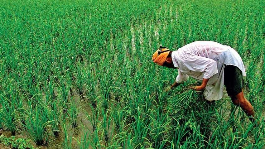 किसानों के लिए बड़ी खबर, 31 जनवरी तक करा लें रबी फसलों का रजिस्ट्रेशन, मंडियों में उपज बेचने पर होगा ज्यादा मुनाफा
